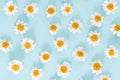 Daisy pattern. Flat lay spring and summer chamomile flowers on a blue background.Top view Royalty Free Stock Photo