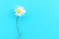 Daisy pattern. Flat lay spring and summer chamomile flowers on a blue background. Top view. Digital signal glitch effect rgb shi Royalty Free Stock Photo