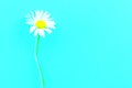 Daisy pattern. Flat lay spring and summer chamomile flowers on a blue background. Top view. Digital signal glitch effect rgb shif Royalty Free Stock Photo