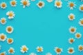 Daisy pattern. Frame from summer chamomile flowers on blue background. Flat lay. Top view Royalty Free Stock Photo