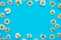 Daisy pattern. Frame from summer chamomile flowers on blue background. Flat lay. Top view Royalty Free Stock Photo