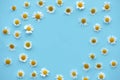 Daisy pattern. Round frame from  summer chamomile flowers on blue background. Flat lay. Top view Royalty Free Stock Photo