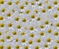 Daisy Pattern