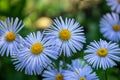 Daisy penumbra garden. Beautiful nature scene with blooming chamomile. Chamomile spring flower landscape. Summer chamomile