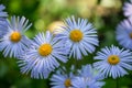 Daisy penumbra garden. Beautiful nature scene with blooming chamomile. Chamomile spring flower landscape. Summer chamomile