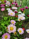 the daisy is a perennial flower of white, pink, lilac color Royalty Free Stock Photo