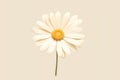 Summer spring daisy white yellow nature plant flower floral isolated background chamomile blossom Royalty Free Stock Photo