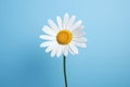 Blue chamomile background summer blossom daisy nature white plant petal flower yellow beauty spring Royalty Free Stock Photo