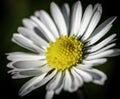 Whoops a daisy Royalty Free Stock Photo