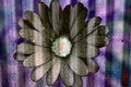 Daisy on a physcedelic corregated background