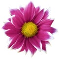 Daisy pink.. Flower on  isolated  white background with clipping path without shadows. Close-up. For design. Royalty Free Stock Photo