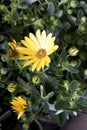 Daisy plant in flowershop in detail