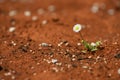 Daisy plant surviving on red hot desert