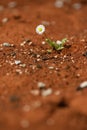 Daisy plant surviving on red hot desert