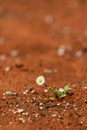 Daisy plant surviving on red hot desert