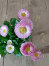 Daisy pomponette with pink flowerhead