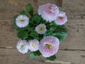 Daisy pomponette plant, pink and white flowers