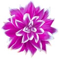 Daisy purple. Flower on isolated white background with clipping path without shadows. Close-up. For design.