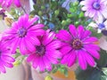 Daisy purple and pink flower