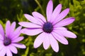 Daisy purple Royalty Free Stock Photo