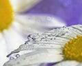 Daisy Rain Drops Royalty Free Stock Photo