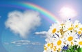 Daisy and rainbow against the sky Royalty Free Stock Photo