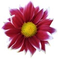 Daisy red. Flower on isolated white background with clipping path without shadows. Close-up. For design. Royalty Free Stock Photo