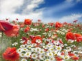 Daisy and  red  poppy   flowers on wild  field white clouds on blue sky  summer nature landscape Royalty Free Stock Photo