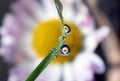 Daisy reflected by the dewdrops formed on a stem of grass, Bellis perennis