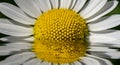 Daisy Reflection Royalty Free Stock Photo