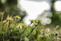 Daisy roots are used in the treatment of scurvy