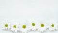 Daisy white herbera flower composition nature