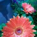 Daisy Salmon Flower Pair