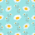 Daisy seamless pattern, Chamomile background. Blooming daisies on a gentle turquoise background. Vector pattern