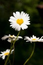 A daisy shaped as a heart