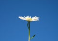 Daisy silhouette on a blue sky background, copy space Royalty Free Stock Photo