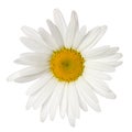 Daisy single flower head with yellow center isolated on white background Royalty Free Stock Photo