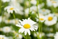 A daisy singled out in the foreground and more daisies filling the background