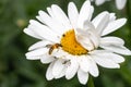 Daisy with a solitary bee Royalty Free Stock Photo