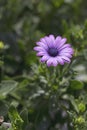 Daisy - Soprano Purple