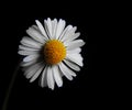 Daisy,  it is spring finally Royalty Free Stock Photo