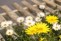 Daisy spring flowers on wood pallet, with fresh scent and wood grain in fuzzy blurred background.