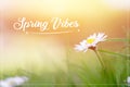 Daisy in springtime: Close up picture and morning sun, Text Ã¢â¬ÅSpring Vibes