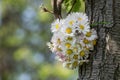 Daisy in springtime