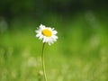 DaisyÃ¢â¬â¹ stand alone Royalty Free Stock Photo