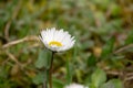 daisy stands on a green meadow in the morning dew Royalty Free Stock Photo