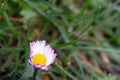 A daisy stands on a green meadow in the morning dew Royalty Free Stock Photo