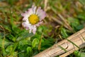 daisy stands on a green meadow in the morning dew Royalty Free Stock Photo