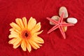 Daisy and starfish over four stones on the sand Royalty Free Stock Photo