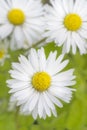 Daisy - Stokrotka Royalty Free Stock Photo